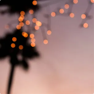 Fairy lights in palmtrees
